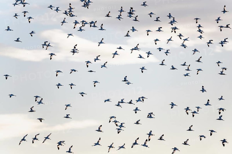 Pied Avocet, Recurvirostra avosetta, birds in flight over winter marshes