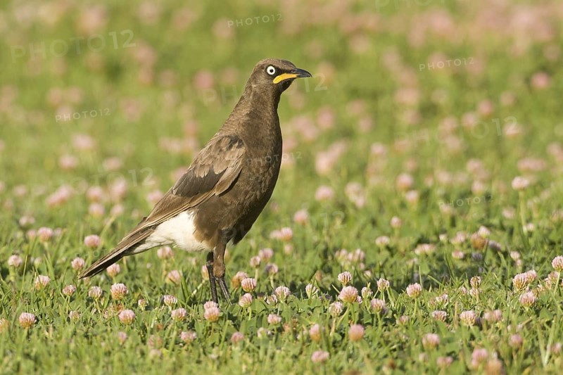 Pied Starling (Lamprotornis bicolor), South Africa