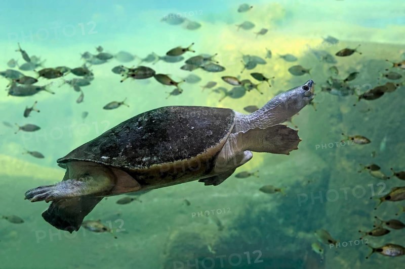 Burmese Roofed Turtle (Batagur trivittata), adult, in water, swimming, Myanmar, Asia, captive