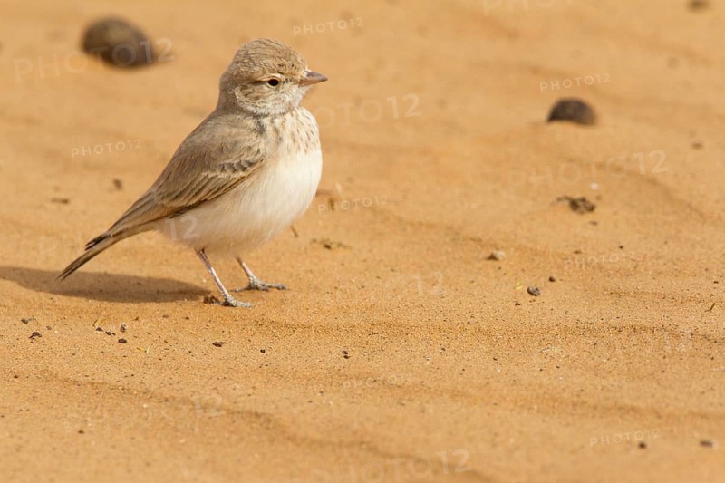 Bar-tailed Lark (Ammomanes cinctura), Morocco