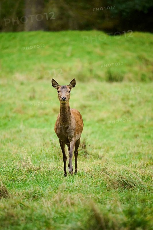 Red deer (Cervus elaphus) hind walking on a meadow, Bavaria, Germany