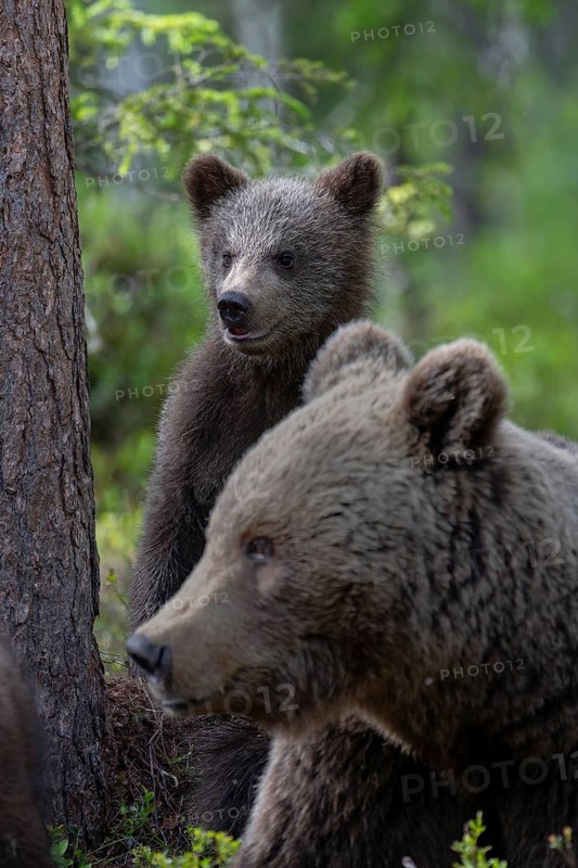 European brown bear, Karelia, Finland