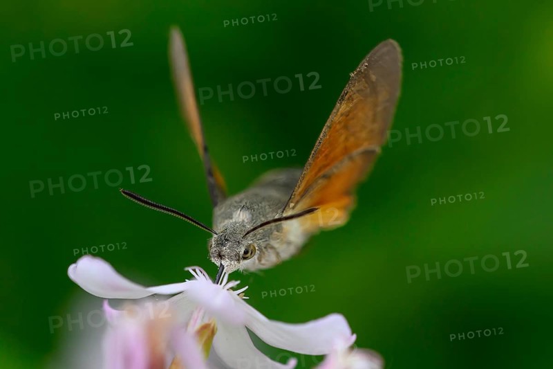 A dove tail (Macroglossum stellatarum) flies near pink flowers of soapwort (Saponaria officinalis) in a lively and spring-like environment, Dümmerniederung, Diepholzer Moorniederung, Lower Saxony, Germany