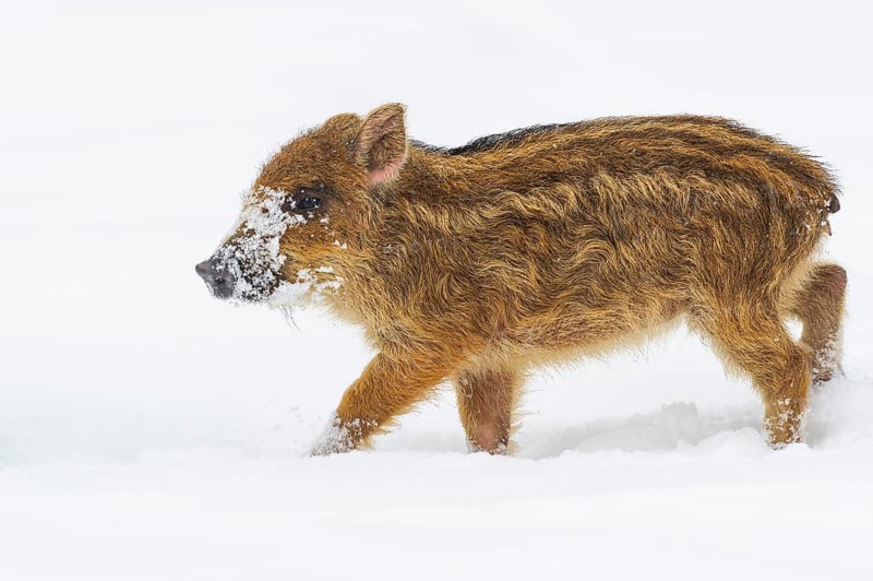 Wild boar (Sus scrofa) in the snow, fresh boar, Melle, Lower Saxony, Germany