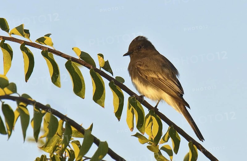 Black Phoebe (Sayornis nigricans), Arizona, USA