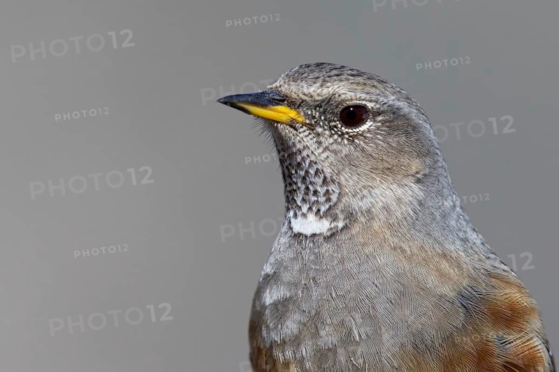 Alpenbraunelle, Alpine Accentor, Prunella collaris, Accenteur alpin, Acentor Alpino