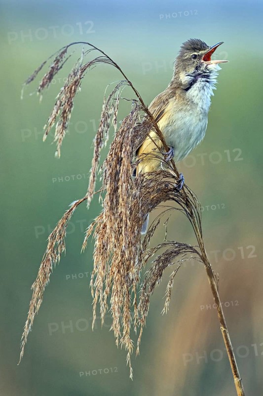 Reed warbler, (Acrocephalus arundinaceus), reedbed perch, biotope, habitat, animals, birds, songbird, reed warbler genus, Lobau, Vienna, Donaustadt, Vienna, Austria