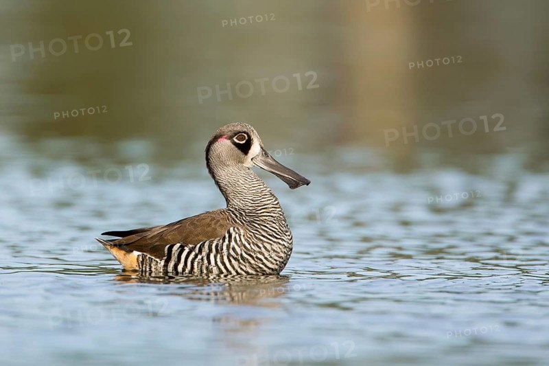 Pink-eared Duck (Malacorhynchus membranaceus), Victoria, Australia