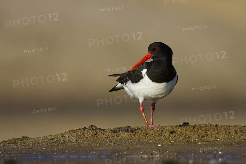 Eurasian Oystercatcher (Haematopus ostralegus) foraging, North Rhine-Westphalia, Germany