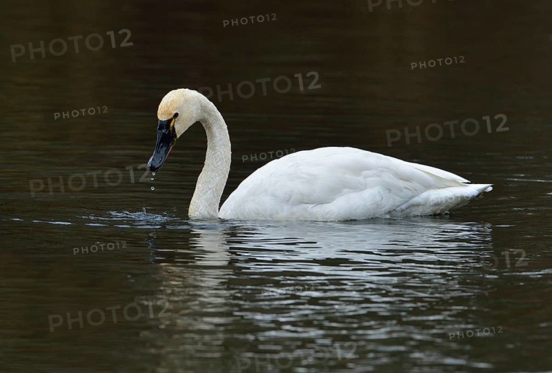 Tundra Swan (Cygnus columbianus)