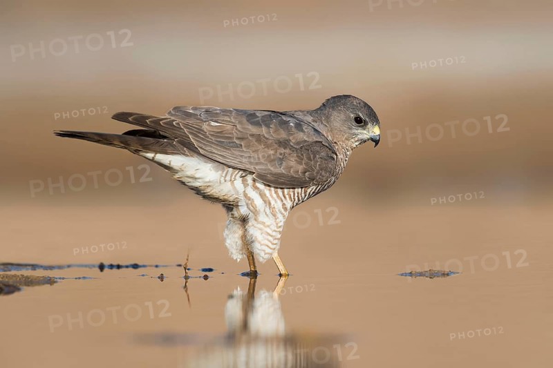 Levant Sparrowhawk (Accipiter brevipes) female, Eilat, Israel