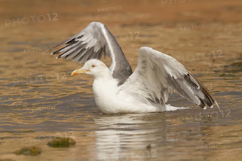 Yellow-legged Gull (Larus michahellis), Morocco