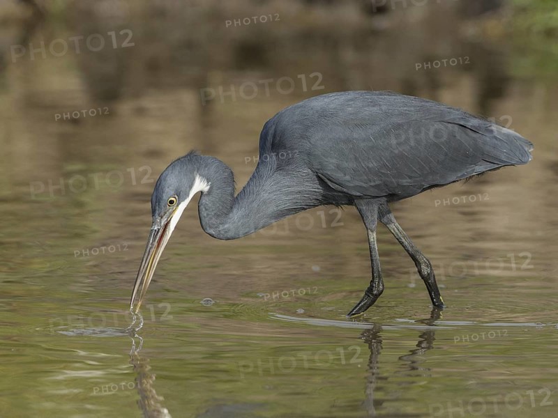 Western Reef Heron (Egretta gularis) foraging, Gambia