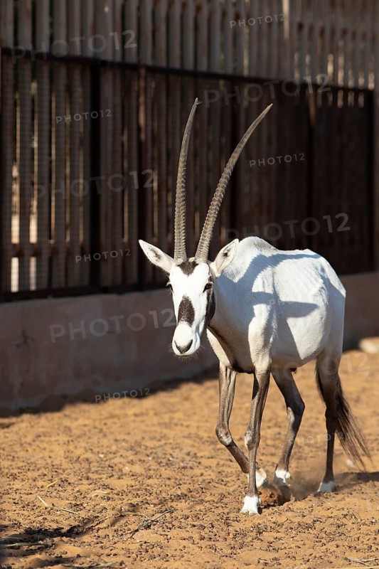 Arabian oryx (Oryx leucoryx) in the Arabian Oryx Camp, Wahiba Sands desert or Rimal Al Wahiba or Sharqiyya Sands, Janub ash-Sharqiyya region, Oman