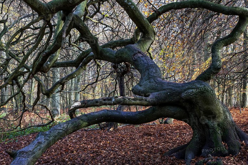 Süntelbuchen (Fagus sylvatica), cripple beeches, Hexenwald, Semper Forest Park, near Lietzow, Rügen, Mecklenburg-Western Pomerania, Germany