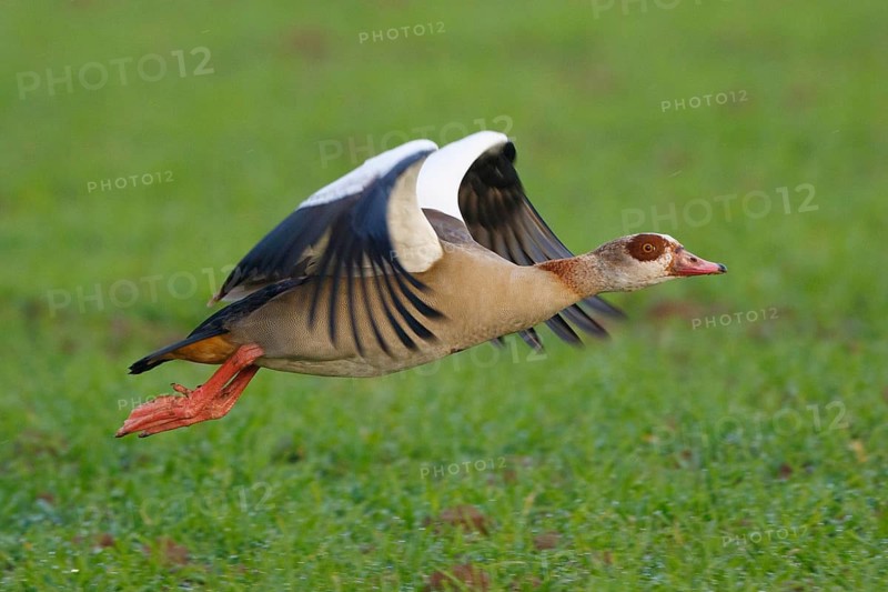 Egyptian Goose (Alopochen aegyptiaca) flying, North Rhine-Westphalia, Germany