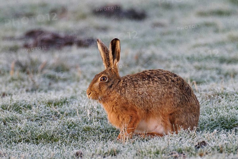 European hare (Lepus europaeus) with icebeard on a hoarfrost-covered meadow, Lake Dümmer, Germany