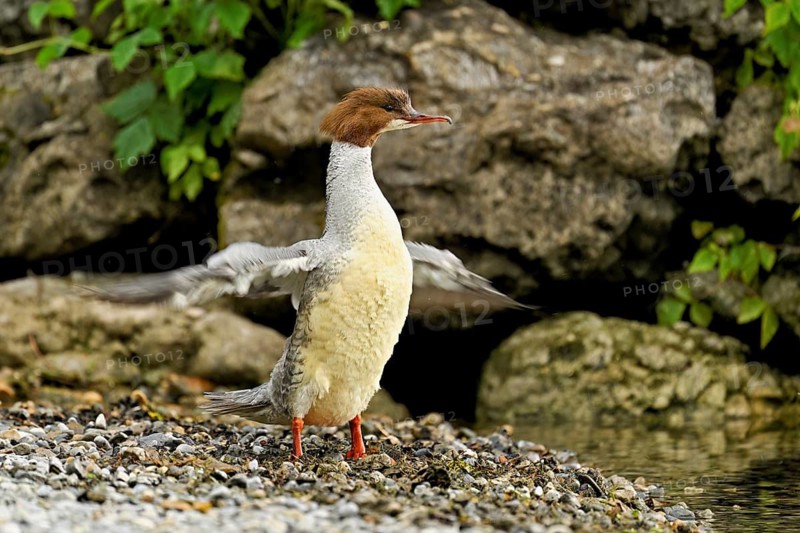 Goosander (Mergus merganser), female shaking her wings, Lake Zug, Cham, Canton Zug, Switzerland