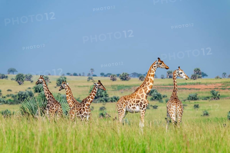 Rothschild's giraffes (Giraffa camelopardalis rothschildi) in green grass, Murchison Falls National Park, Uganda