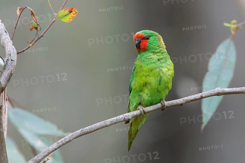 Little Lorikeet (Parvipsitta pusilla), Victoria, Australia