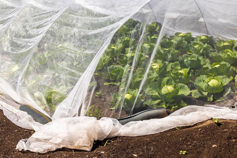 Chicory (Cichorium intybus) in mini-greenhouses at the Leibniz Institute of Plant Genetics and Crop Plant Research IPK Gatersleben, Seeland, Saxony-Anhalt, Germany