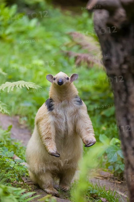 One southern tamandua (Tamandua tetradactyla), standing tall, sniffing something