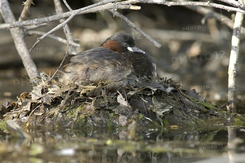 Little Grebe (Tachybaptus ruficollis), Saxony, Germany