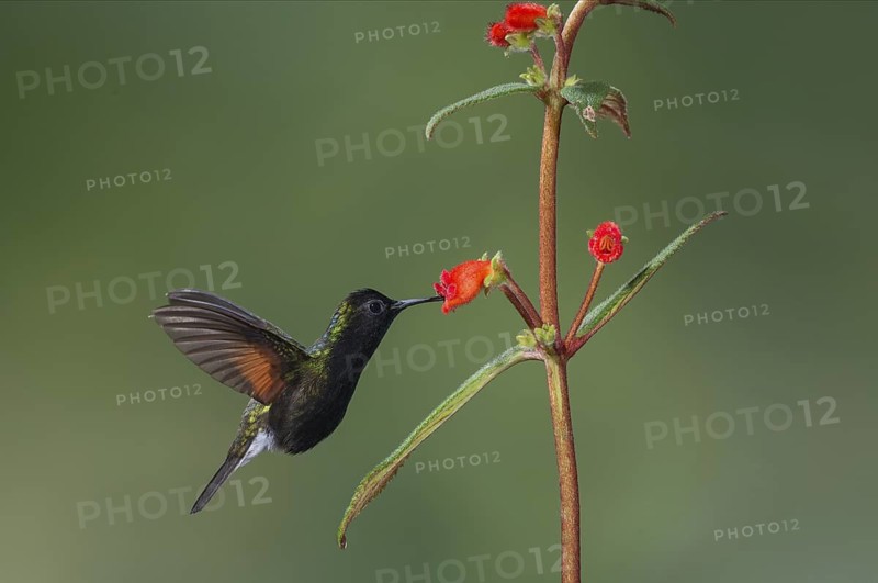 Black-bellied Hummingbird (Eupherusa nigriventris), Costa Rica