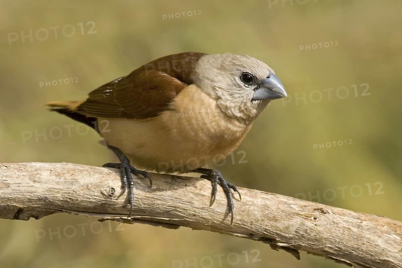 Yellow-rumped Mannikin (Lonchura flaviprymna), Western Australia, Australia