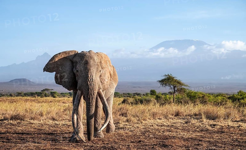 African elephant (Loxodonta africana) in picturesque landscape with the summit of Mount Kilimanjaro, the famous Super Tusker elephant Craig, old male with long tusks, in atmospheric evening light, Kajiado County, Kenya