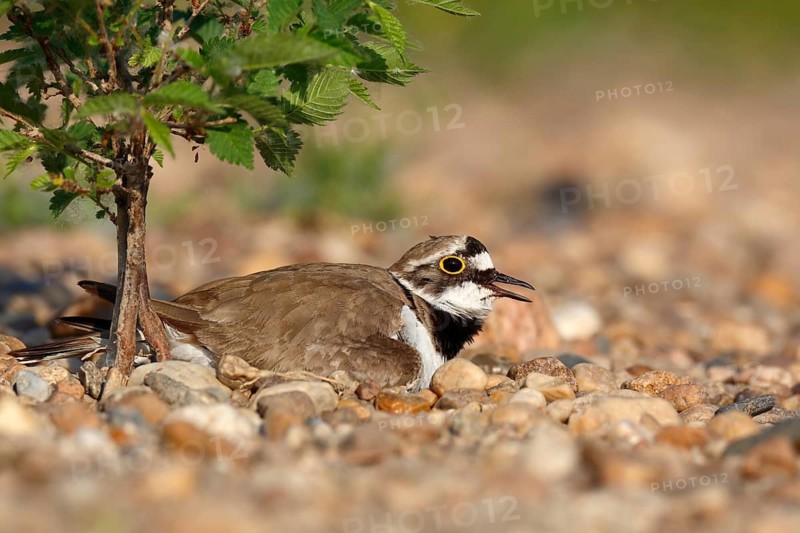 Little Ringed Plover (Charadrius dubius) on nest, Saxony-Anhalt, Germany
