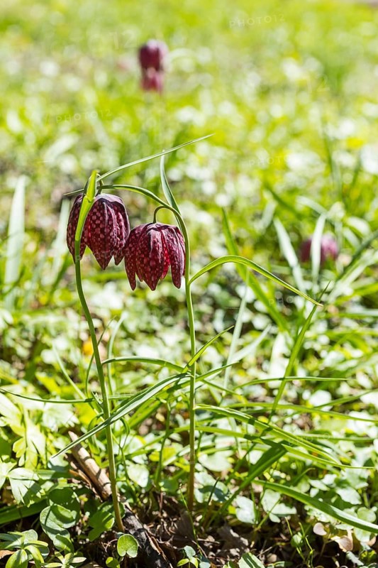 Snake's Head Fritillary (Fritillaria meleagris) in bloom, Dresden, Saxony, Germany