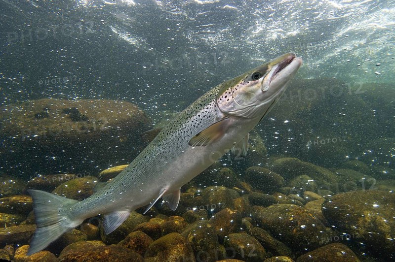 Swimming salmon (Salmo salar) under water, Laerdalsoyri, Norway