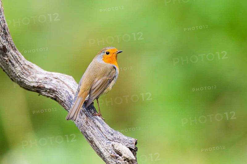 European robin (Erithacus rubecula) sitting on an old wooden branch, Bavaria, Germany