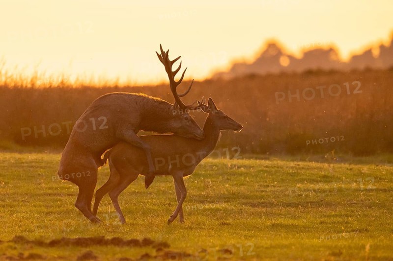 Red deer (Cervus elaphus) mating, Hoenderloo, Gelderland, Netherlands
