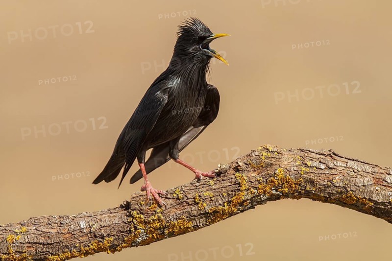 Spotless Starling (Sturnus unicolor), calling, Castile-La Mancha, Spain