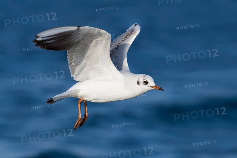 Black-headed Gull (Chroicocephalus ridibundus) flying, Eilat, Israel
