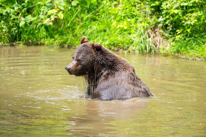 Eurasian brown bear (Ursus arctos arctos) in a little lake, Bavarian Forest, Bavaria, Germany