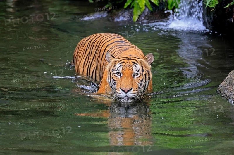 Malaysia tiger (Panthera tigris jacksoni), adult, in water, alert, Malaysia, Southeast Asia
