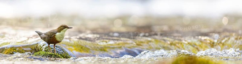 White-throated Dipper, (Cinclus cinclus), foraging at a mountain stream, animals, birds, blackbirds, biotope, habitat, Slovenska Bistrica area, Slovenska Bistrica, Podravska, Slovenia
