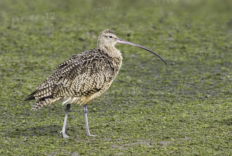 Long-billed Curlew (Numenius americanus), California, USA