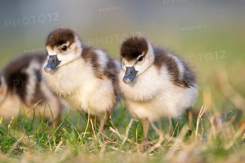 Egyptian goose (Alopochen aegyptiaca) cute chicks on a meadow at the shore of a lake, Bavaria, Germany