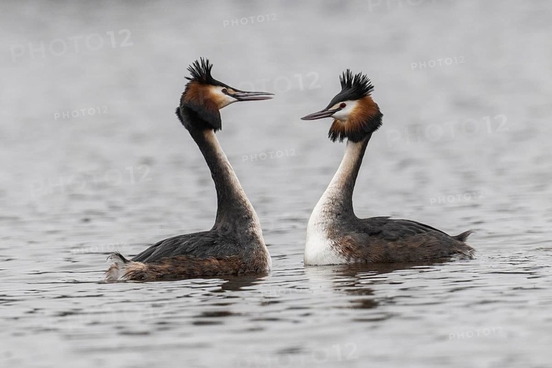 Great Crested Grebe (Podiceps Scalloped ribbonfish), courtship display, Emsland, Lower Saxony, Germany