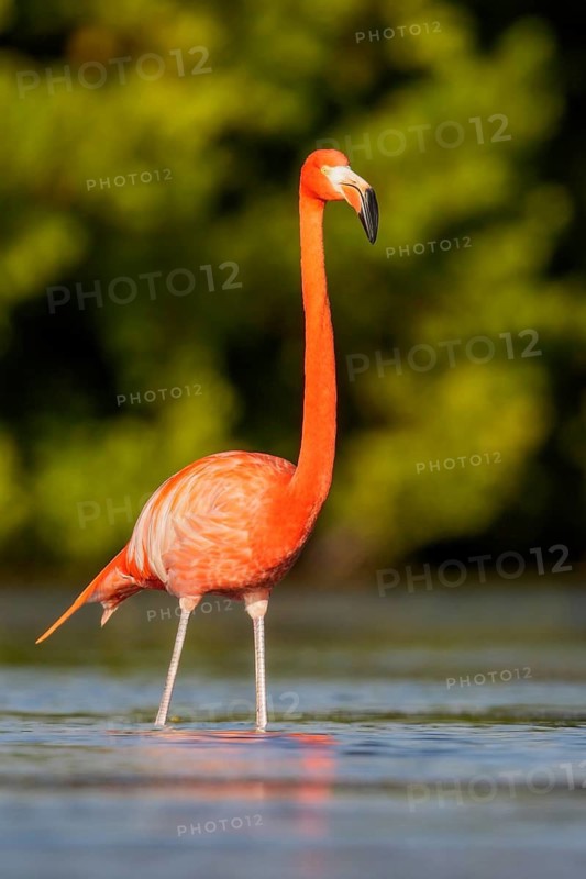 American flamingo (Phoenicopterus ruber) feeding in a lagoon in Cuba