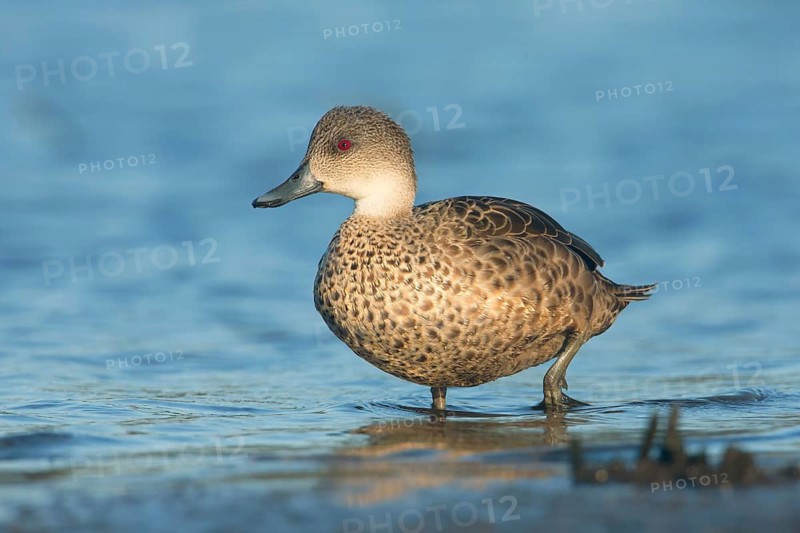 Grey Teal (Anas gracilis), Victoria, Australia