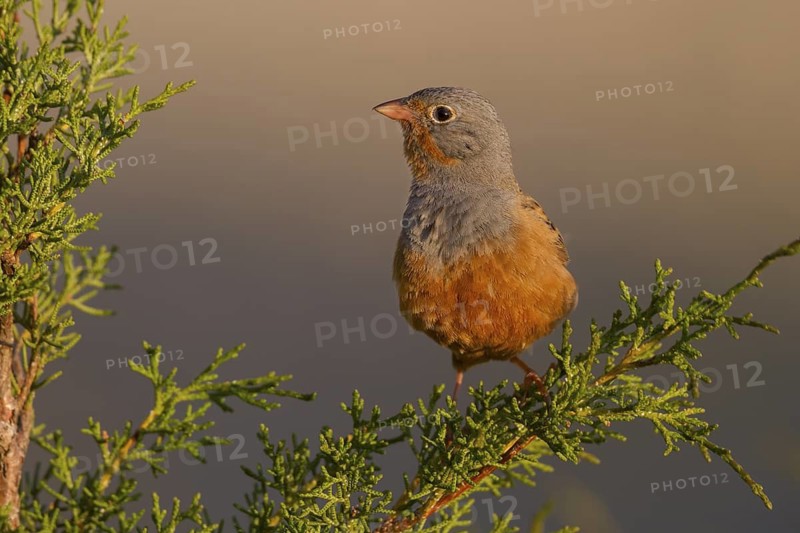 Cretzschmar's Bunting - Grauortolan - Emberiza caesia, Cyprus, adult male