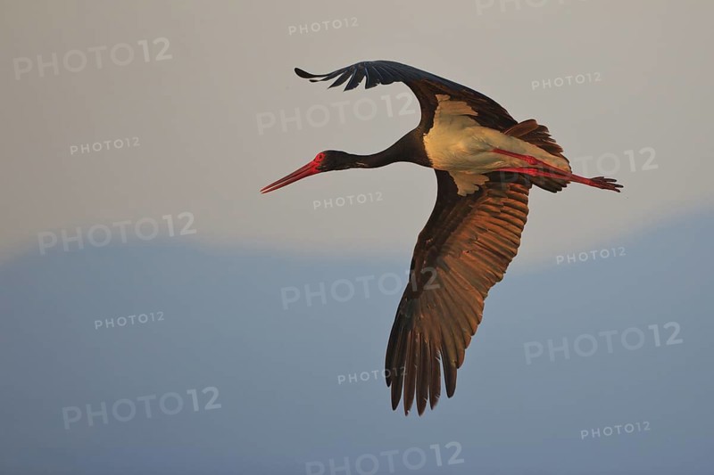 Black Stork (Ciconia nigra) flying, Greece
