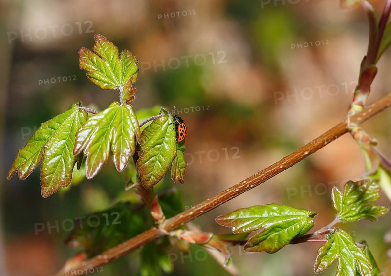 Chrysomela vigintipunctata (Chrysomela vigintipunctata) sitting on a leaf, North Rhine-Westphalia, Germany