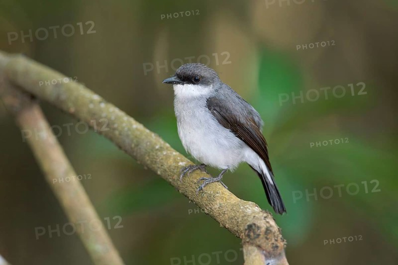 Mangrove Robin (Peneoenanthe pulverulenta leucura), Queensland, Australia