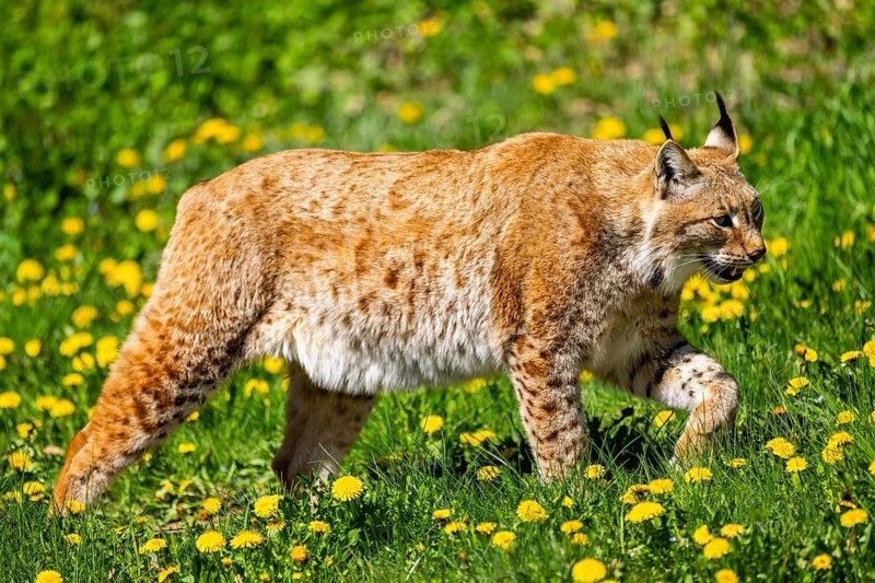 Eurasian lynx (Lynx lynx), walking on a meadow, Bavaria, Germany